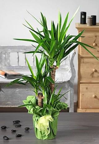 3 gövdeli ithal yukka